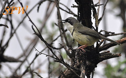 Bar-throated_Apalis1 Taken in Kruger, South Africa  Geotagged,South Africa,Spring