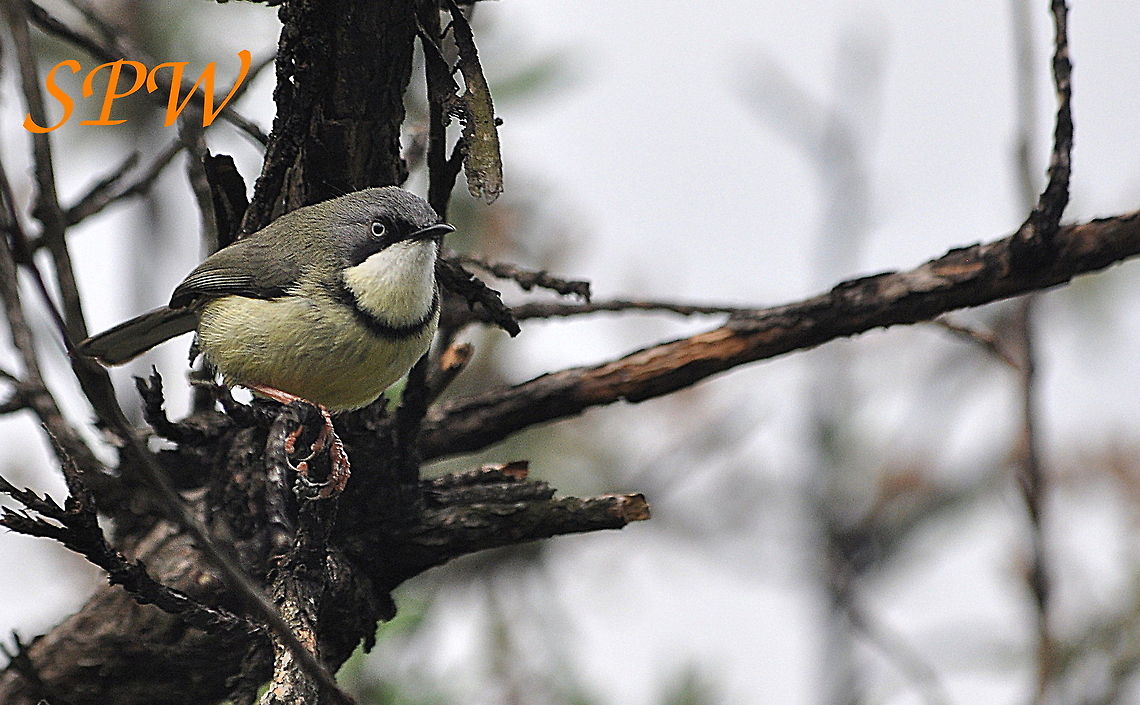 Bar-throated_Apalis2 Taken in Kruger, South Africa  Apalis thoracica,Bar-throated apalis,Geotagged,South Africa,Spring