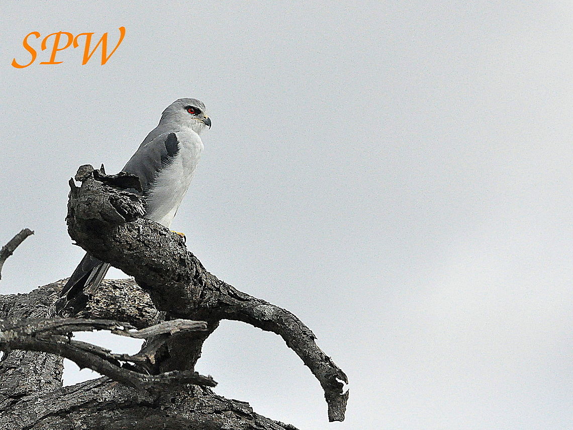 Black-shouldered_Kite1 Taken in Imfolozi, South Africa  Black-shouldered Kite,Elanus axillaris,Geotagged,South Africa,Spring