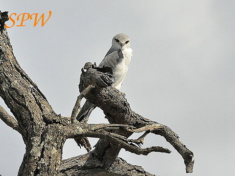 Black-shouldered_Kite2 Taken in Imfolozi, South Africa  Black-shouldered Kite,Elanus axillaris,Geotagged,South Africa,Spring