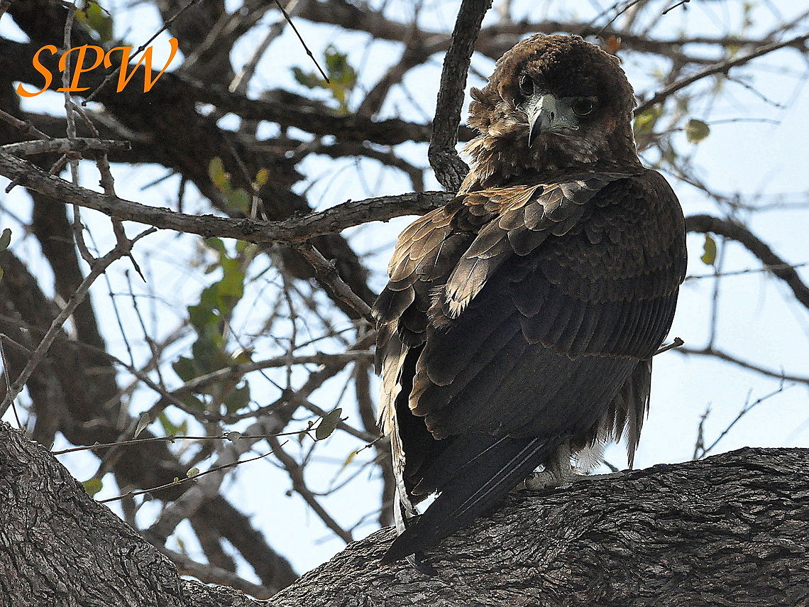 Yellow-billed_Kite1 Taken in Kruger national park, South Africa Geotagged,South Africa,Spring