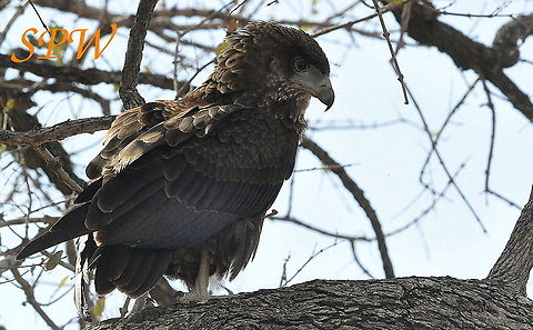 Yellow-billed_Kite2 Taken in Kruger national park, South Africa Bateleur,Geotagged,Milvus aegyptius,South Africa,Spring,Terathopius ecaudatus,juvenile