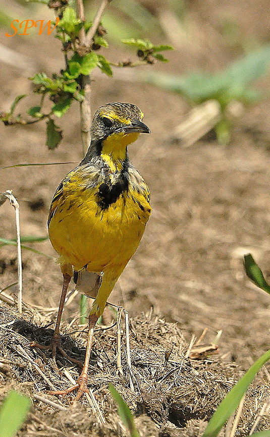 Yellow-throated_Longclaw1 Taken Hluhluwe national park, South Africa Geotagged,Macronyx croceus,South Africa,Spring,yellow throated longclaw