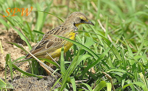 Yellow-throated_Longclaw2 Taken in Hluhluwe national park, South Africa Geotagged,Macronyx croceus,South Africa,Spring,yellow throated longclaw