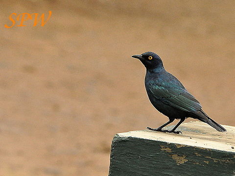 Cape_Starling2 Taken in Mkuzi national park, South Africa Cape starling,Geotagged,Lamprotornis nitens,Spring,Swaziland
