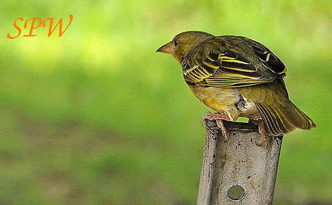 Cape_Weaver2 Taken in Royal Natal national park, South Africa Female,Geotagged,South Africa,Spring