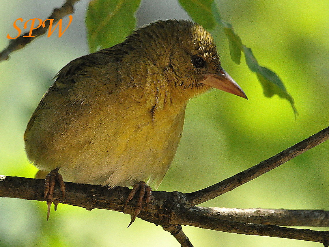 Cape_Weaver1 Taken in Royal Natal national park, South Africa Cape Weaver,Female,Geotagged,Ploceus capensis,South Africa,Spring