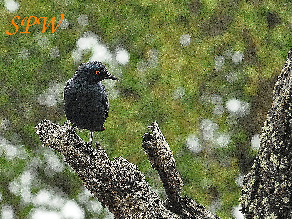 Cape_Starling1 Taken in Mkuzi national park, South Africa Cape starling,Geotagged,Lamprotornis nitens,Spring,Swaziland