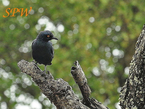Cape_Starling1 Taken in Mkuzi national park, South Africa Cape starling,Geotagged,Lamprotornis nitens,Spring,Swaziland