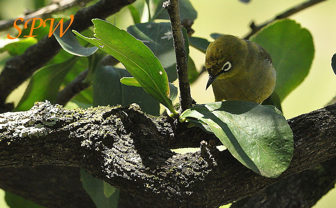 Cape_White-Eye1 Taken in Royal Natal national park, South Africa Cape white-eye,Geotagged,South Africa,Spring,Zosterops virens