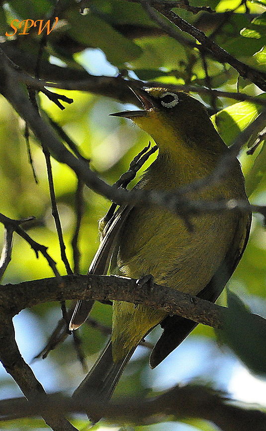 Cape_White-Eye2 Taken in Royal Natal national park, South Africa Cape white-eye,Geotagged,South Africa,Spring,Zosterops virens
