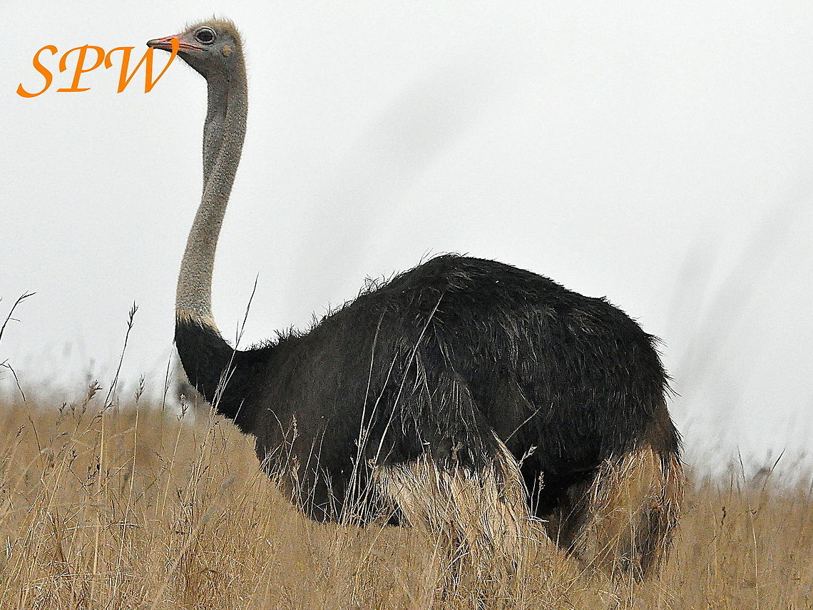 Common_Ostrich1 Taken in Ithala national park, South Africa Geotagged,South Africa,Spring