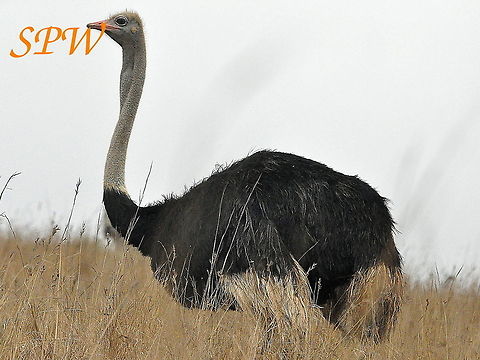 Common_Ostrich1 Taken in Ithala national park, South Africa Geotagged,South Africa,Spring