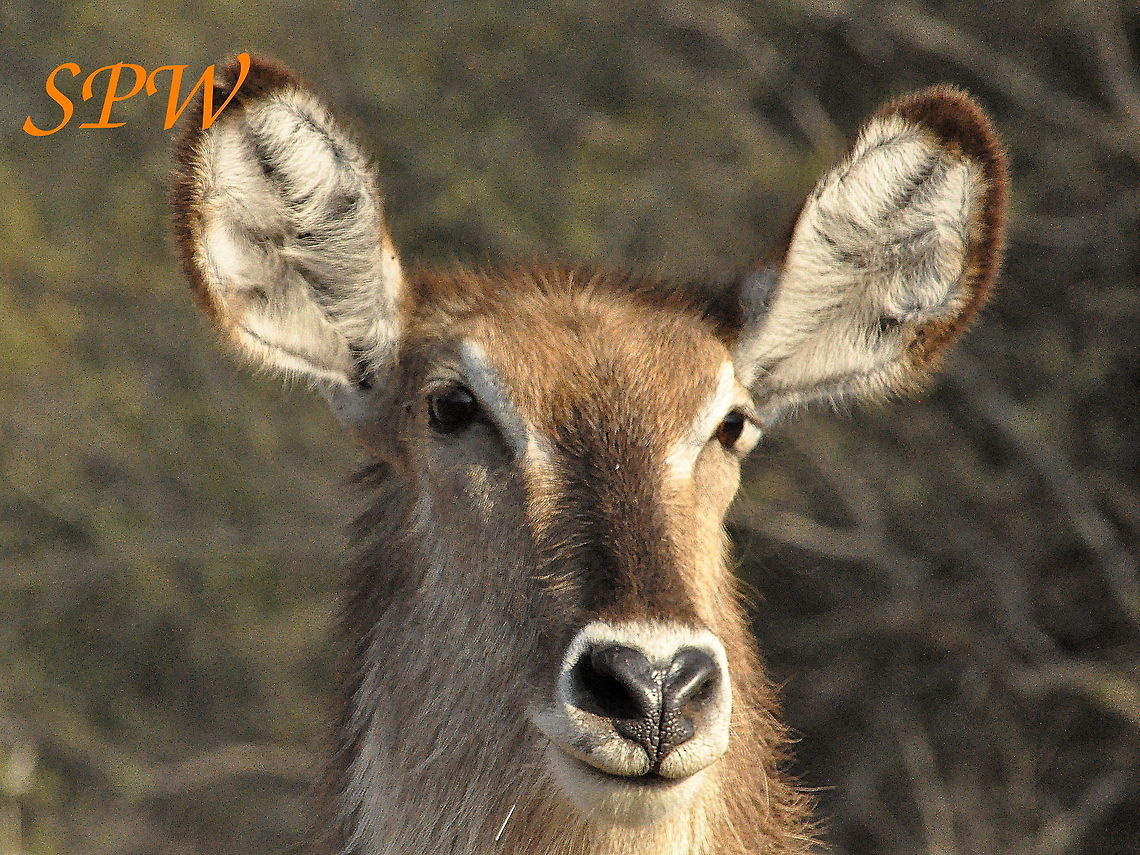 Common_Waterbuck-female2 Taken in Kruger national park, South Africa Female,Geotagged,Kobus ellipsiprymnus,South Africa,Spring,Waterbuck