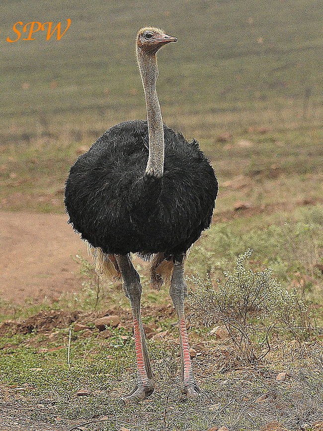 Common_Ostrich2 Taken in Ithala national park, South Africa Geotagged,Ostrich,South Africa,Spring,Struthio camelus