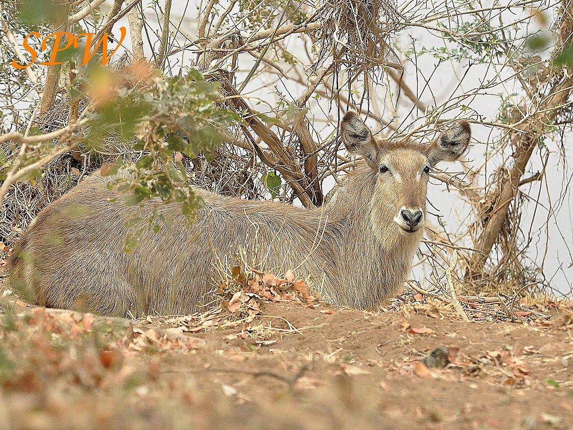 Common_Waterbuck-female1 Taken in Kruger national park, South Africa Female,Geotagged,Kobus ellipsiprymnus,South Africa,Spring,Waterbuck