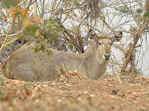 Common_Waterbuck-female1 Taken in Kruger national park, South Africa Female,Geotagged,Kobus ellipsiprymnus,South Africa,Spring,Waterbuck