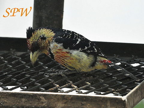 Crested_Barbet2 Taken in Royal Natal national park, South Africa Crested Barbet,Geotagged,South Africa,Spring,Trachyphonus vaillantii