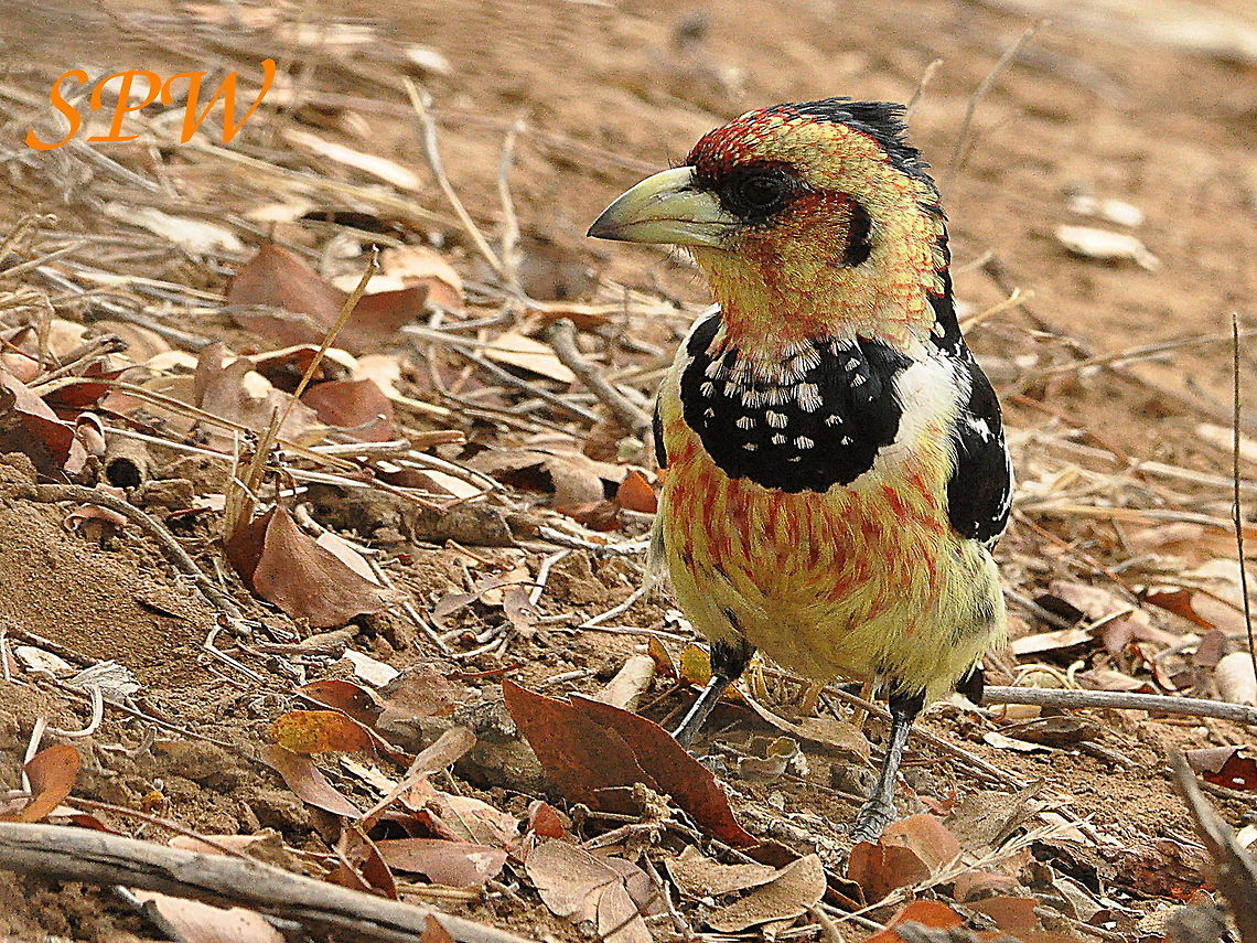 Crested_Barbet1 Taken in Kruger national park, South Africa Crested Barbet,Geotagged,South Africa,Spring,Trachyphonus vaillantii