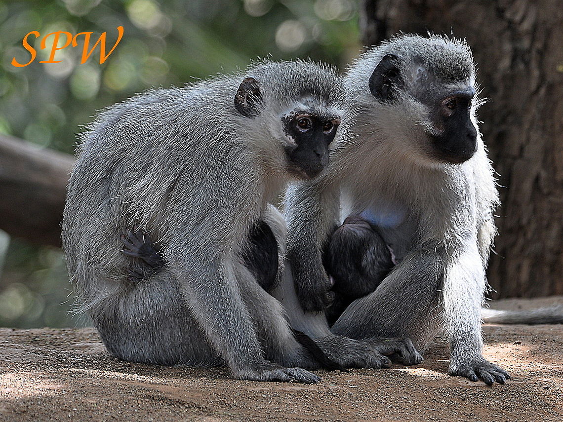 Vervet_Monkey2 Taken in Kruger national park, South Africa Chlorocebus pygerythrus,Geotagged,South Africa,Spring,Vervet monkey