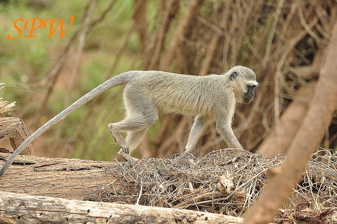Vervet_Monkey1 Taken in Kruger national park, South Africa Chlorocebus pygerythrus,Geotagged,South Africa,Spring,Vervet monkey