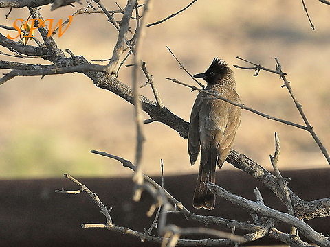 Dark-capped_Bulbul Taken in Kruger National Park, South Africa. Common Bulbul,Pycnonotus barbatus,South Africa