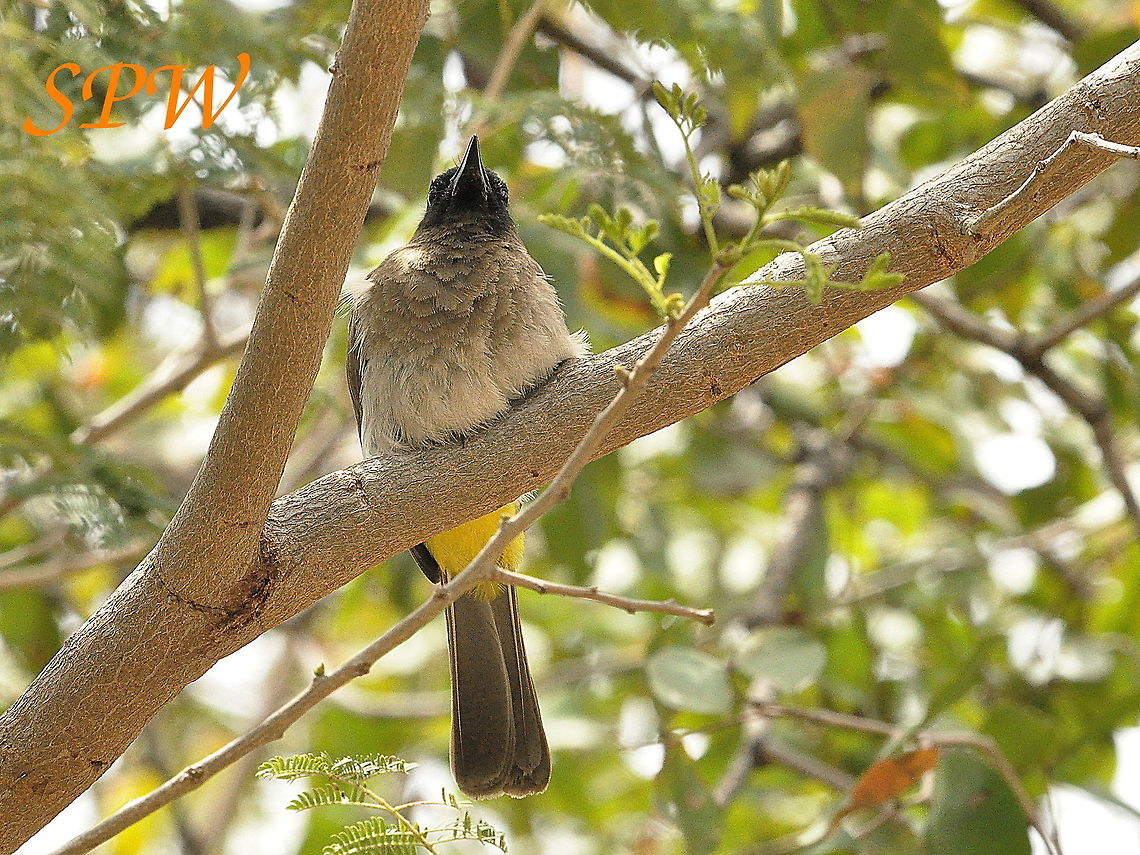 Dark-capped_Bulbul1 Taken in Kruger National Park, South Africa. South Africa