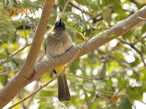 Dark-capped_Bulbul1 Taken in Kruger National Park, South Africa. South Africa
