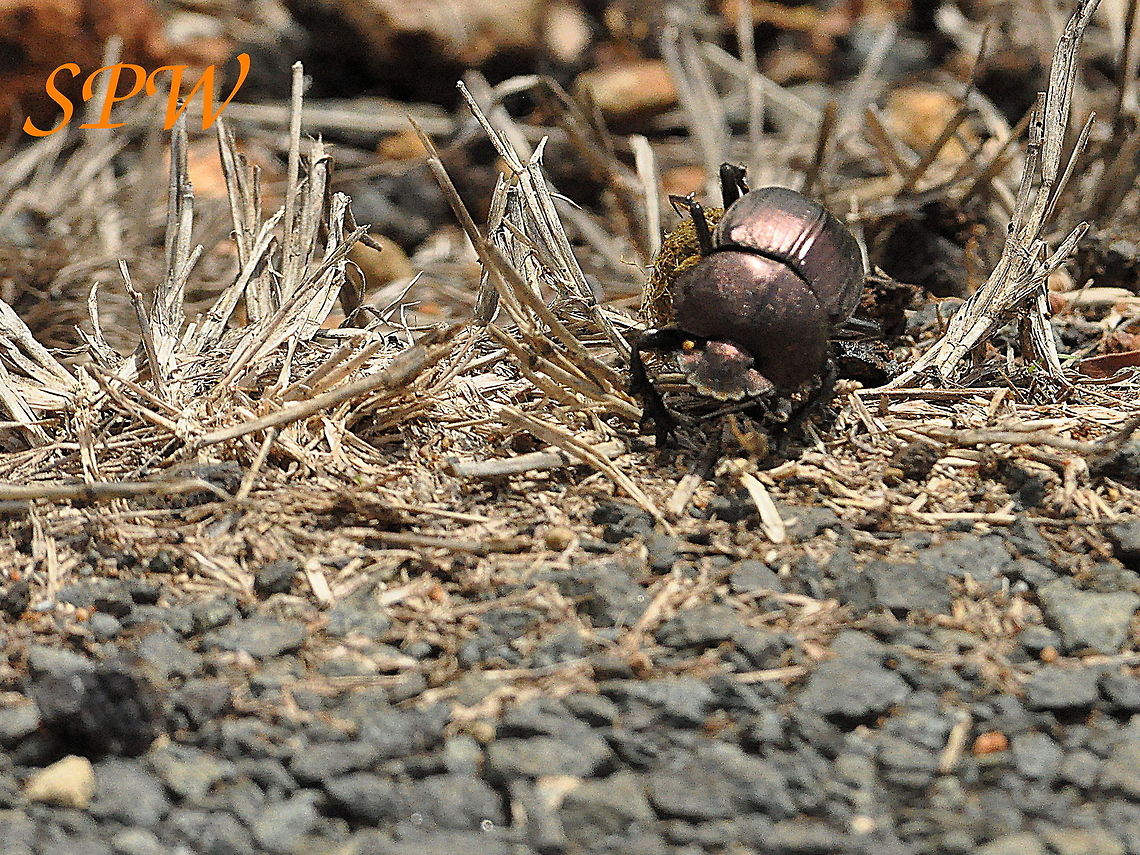 Dung_Beetle1 Taken in Mkuzi National Park, South Africa. South Africa