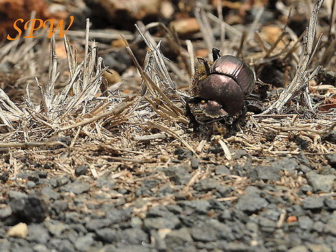 Dung_Beetle1 Taken in Mkuzi National Park, South Africa. South Africa