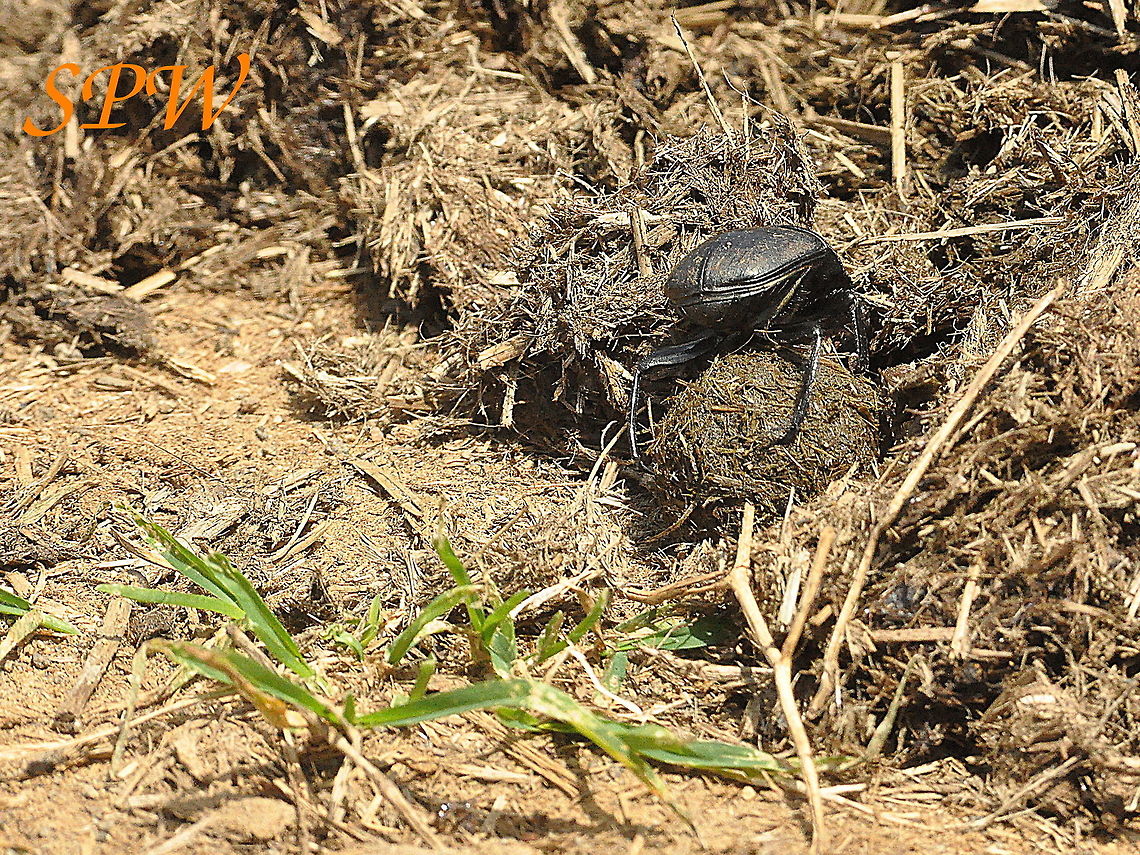 Dung_Beetle2 Taken in Mkuzi National Park, South Africa. South Africa