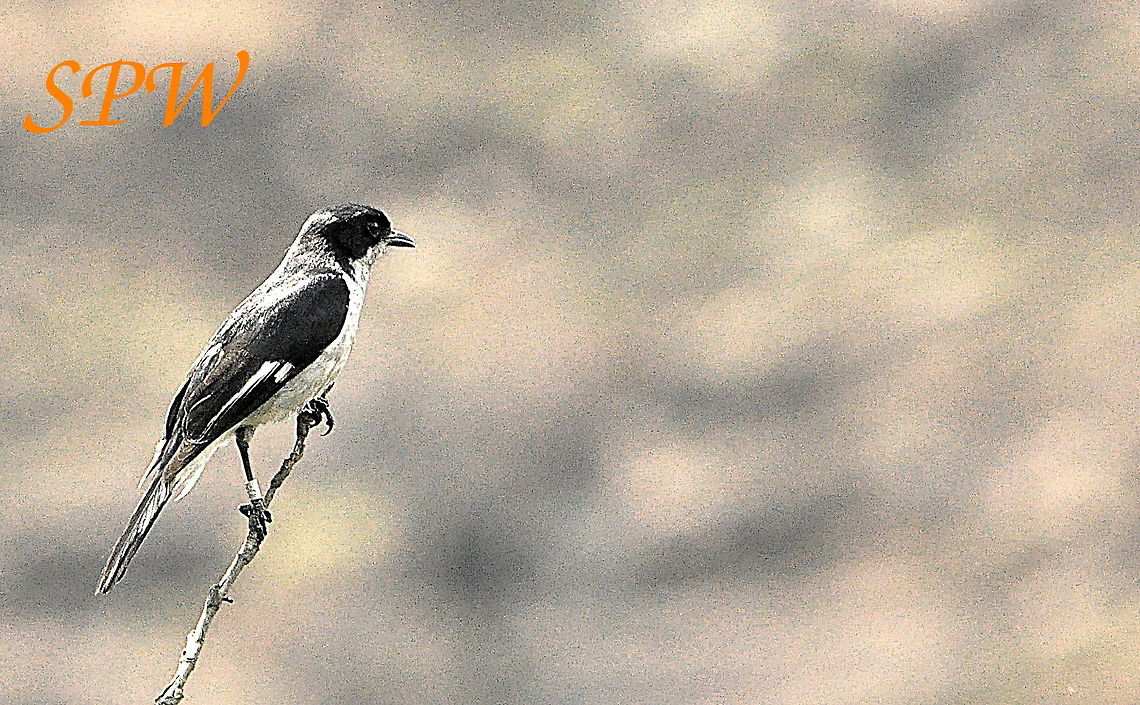 Fiscal_Flycatcher-male1 Taken in Ithala National Park, South Africa. Fiscal Flycatcher,Sigelus silens,South Africa