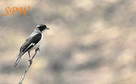 Fiscal_Flycatcher-male1 Taken in Ithala National Park, South Africa. Fiscal Flycatcher,Sigelus silens,South Africa