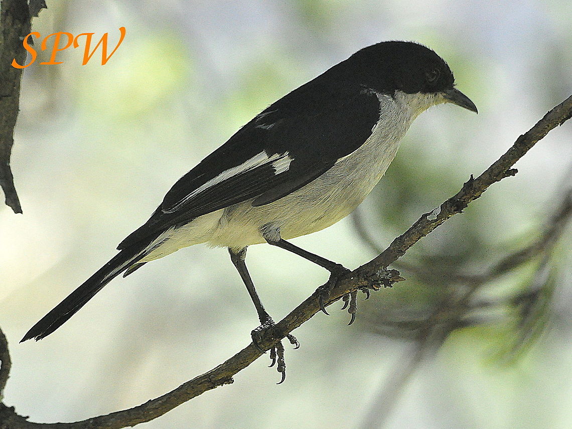 Fiscal_Flycatcher-male2 Taken in Ithala National Park, South Africa. Fiscal Flycatcher,Sigelus silens,South Africa
