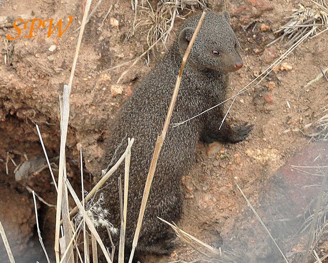Dwarf_Mongoose2 Taken in Kruger National Park, South Africa. Common Dwarf Mongoose,Helogale parvula,South Africa