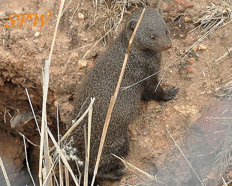 Dwarf_Mongoose2 Taken in Kruger National Park, South Africa. Common Dwarf Mongoose,Helogale parvula,South Africa