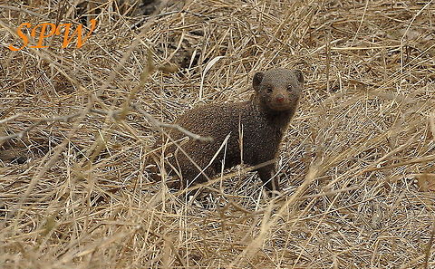 Dwarf_Mongoose1 Taken in Kruger National Park, South Africa. Common Dwarf Mongoose,Helogale parvula,South Africa