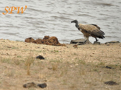 White-backed_Vulture2 Taken in Kruger National Park, South Africa. Gyps africanus,South Africa,White-backed Vulture