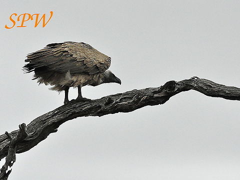 White-backed_Vulture1 Taken in Kruger National Park, South Africa. Gyps africanus,South Africa,White-backed Vulture