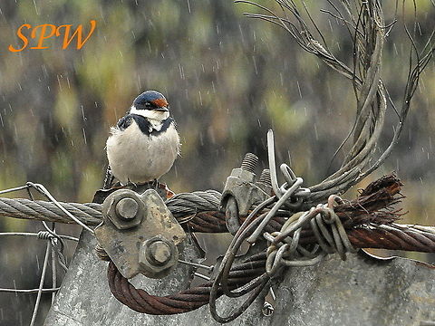 White-throated_Swallow2 Taken in Ithala National Park, South Africa. Hirundo albigularis,South Africa,White-throated Swallow
