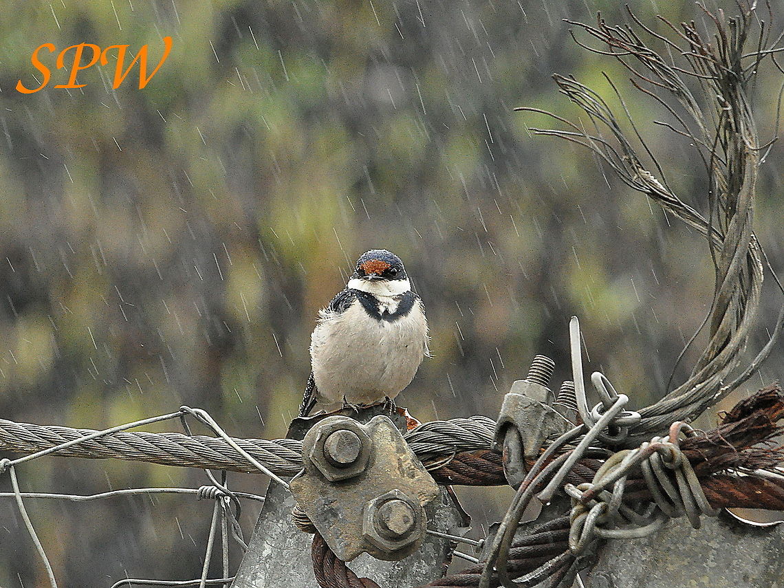 White-throated_Swallow1 Taken in Ithala National Park, South Africa. Hirundo albigularis,South Africa,White-throated Swallow