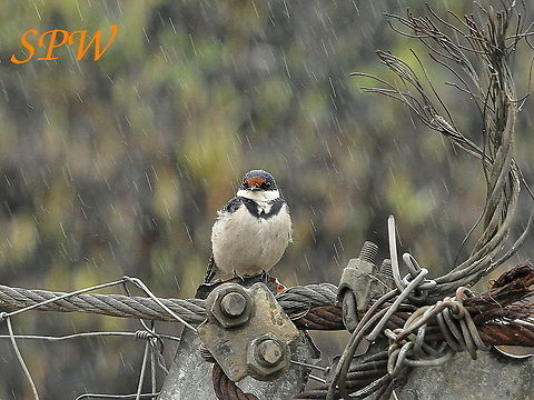 White-throated_Swallow1 Taken in Ithala National Park, South Africa. Hirundo albigularis,South Africa,White-throated Swallow