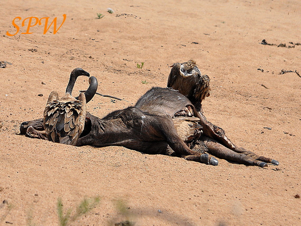 White-backed_Vulture-Dinnnerrrr1! Taken in Kruger National Park, South Africa. Gyps africanus,South Africa,White-backed Vulture
