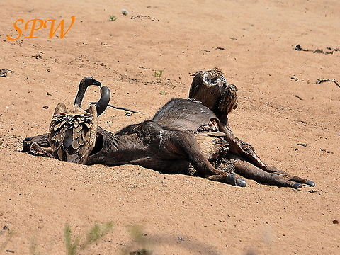 White-backed_Vulture-Dinnnerrrr1! Taken in Kruger National Park, South Africa. Gyps africanus,South Africa,White-backed Vulture