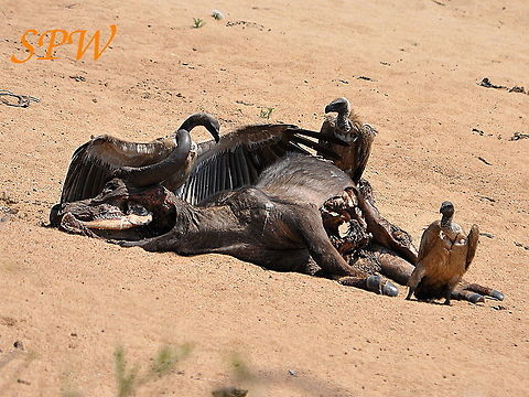 White-backed_Vulture-Dinnnerrrr2! Taken in Kruger National Park, South Africa. Gyps africanus,South Africa,White-backed Vulture