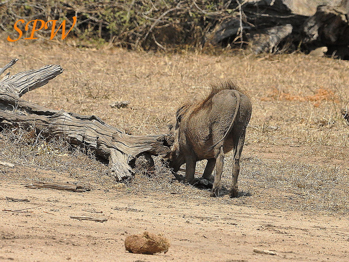 Warthog1 Taken in Kruger National Park, South Africa. Phacochoerus africanus,South Africa,Warthog