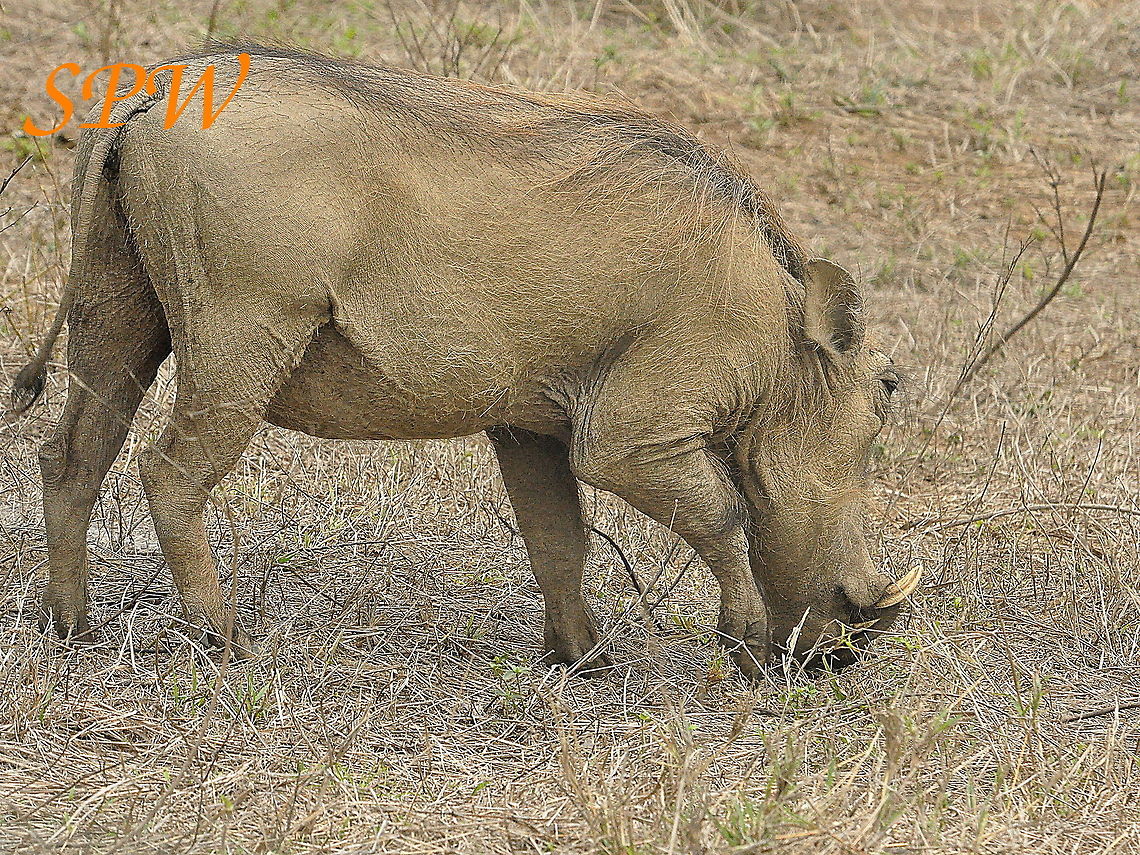 Warthog2 Taken in Kruger National Park, South Africa. Phacochoerus africanus,South Africa,Warthog