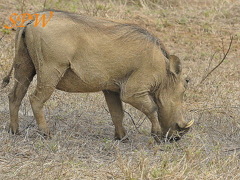 Warthog2 Taken in Kruger National Park, South Africa. Phacochoerus africanus,South Africa,Warthog