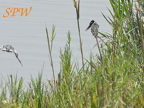 Pied_Kingfisher1 Taken in Kruger National Park, South Africa. Ceryle rudis,Pied Kingfisher,South Africa