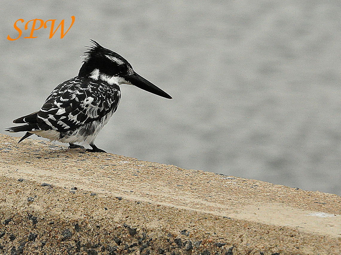 Pied_Kingfisher2 Taken in Kruger National Park, South Africa. Ceryle rudis,Pied Kingfisher,South Africa
